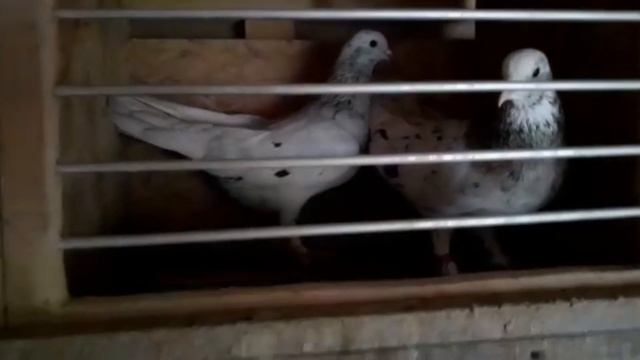 Многоперые голуби Виктора в Германии! Племенные пары! смотреть онлайн