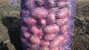 Картофель сорт Ред Скарлет для длительного хранения.