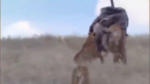 Mother Ostrich Fights Very Hard To Protect Her Baby, But To No Avail   Ostrich Vs Hyenas