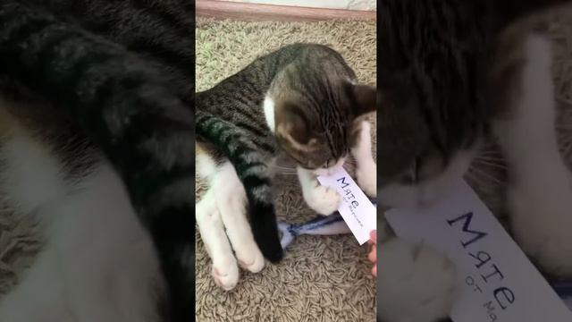 МЯТА И МАРСИК: ЛЮБОВЬ ИЛИ ДРУЖБА? смотреть онлайн