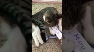 МЯТА И МАРСИК: ЛЮБОВЬ ИЛИ ДРУЖБА?