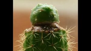 Growing Cacti