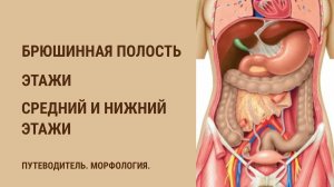 Брюшинная полость. Этажи брюшинной полости. Средний и нижний этажи