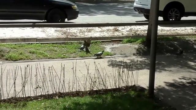 Голубь Мира На Самом Деле Боевая Птичка смотреть онлайн