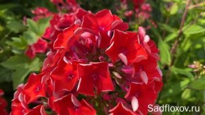 Яркий, оранжевый флокс Юник Оранж (Younique Orange) в моем саду