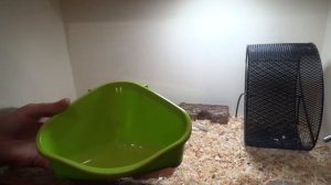 ТУАЛЕТ ДЛЯ ХОМЯКА | КАКОЙ ТУАЛЕТ У ХОМЯКА? | КАКОЙ ЛУЧШЕ ВЫБРАТЬ?