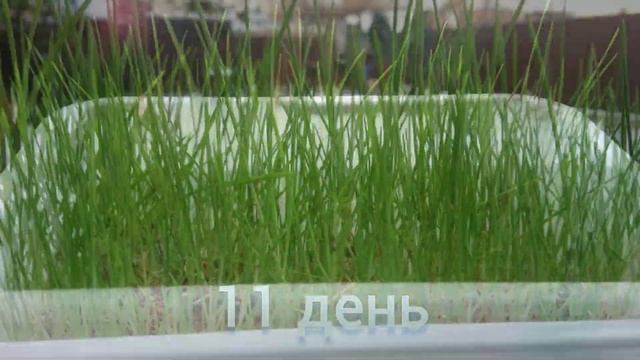 Зимние витаминчики для кур. Проращиваем пшеницу