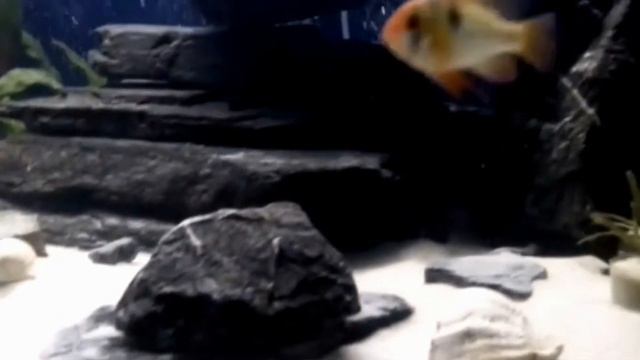 Аквариум на 1000 литров.Цыхлиды.Anti-Stress Music, Relax. Aquarium. смотреть онлайн