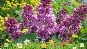 Сирень обыкновенная Шарль Джоли ? Обзор: посадка и уход. крупномеры сирени: описание и особенности