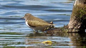 Почему птицу назвали "Перевозчик"?