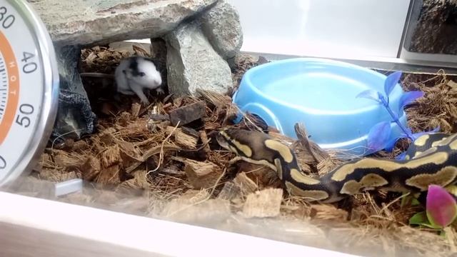 Охота королевского питона на живого крысенка. Жесть. смотреть онлайн