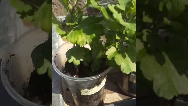 Высадка хризантем-мультифлора в откр. грунт #хризантемамультифлора #мультифлора #хризантемахарьков