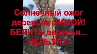 40. Морозобоины и солнечные ожоги деревьев. Белить или не белить деревья_