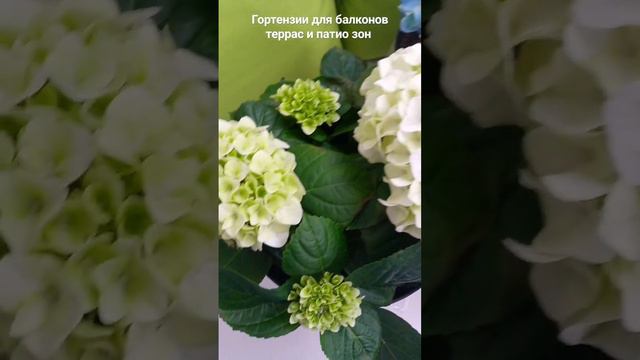 Гортензии для балконов террас и патио зон