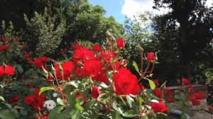 Il giardino delle rose di Firenze, Der Rosengarten in Florenz