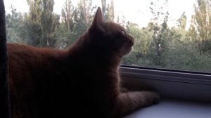 Кошка говорит с птицей.