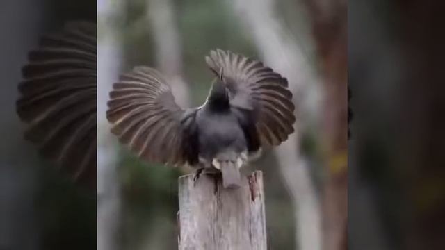 Привлечение внимания девочки - это пацаны в школе ??. смотреть онлайн