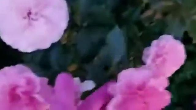 Роза - Королева Сада. Всегда прекрасна и изящна. Любимые цветы. Самара.