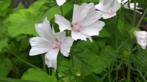 Нежнее нежного (Мускусная мальва). Уникальный проект - Дачные картинки.