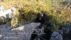 Случаи с Медведем, Которые Лучше не Смотреть Одному