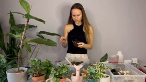 Пересадка комнатных растений | реанимация гнилых корней | перевожу клубни каладиума в спячку