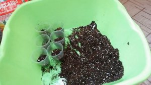 Хойи: КАК УКОРЕНИТЬ хойю / лучший метод укоренения (100% результат)