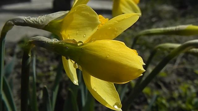 Нарцисс Желтый_1 25 03 2020