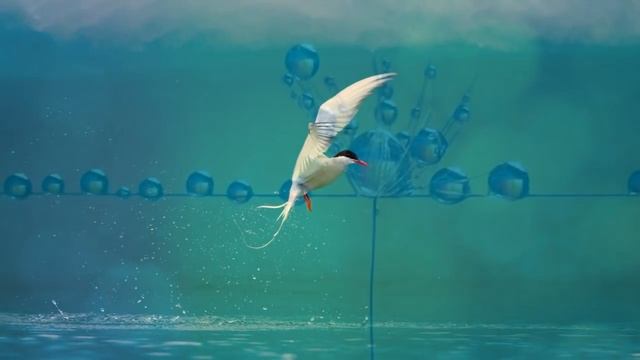 ༺♥༻ Estoy feliz ༺♥༻ (Snatam Kaur) ਸਤਿ ਨਾਮ смотреть онлайн