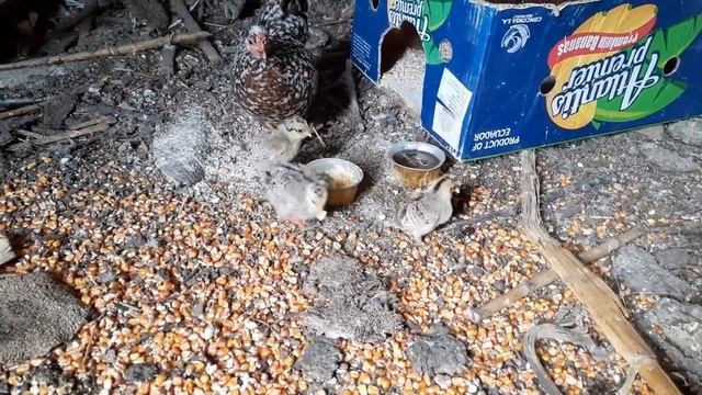 Цыплята впервые попробовали варёное яйцо и набросились как дикие!