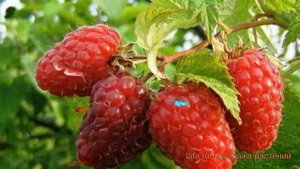 Малина традиционная Орбита (rubus) ? малина Орбита обзор: как сажать саженцы малины Орбита