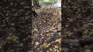 притравка лаек на барсука