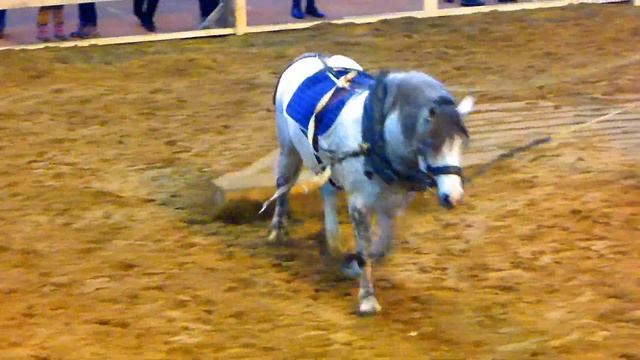 Лошади Породы Белорусская Упряжная. Породы Лошадей. Красивые Породистые Лошади. Видео с Лошадьми смотреть онлайн