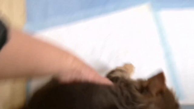 Шоколадные и Чёрные Йорки/Нам 8 недель/Совсем забросила канал/Фотоссесия удалась смотреть онлайн