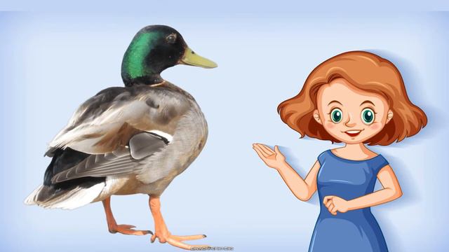 Collin's Knowledge Lighthouse Class 2 : Ch:16 - Animal Homes смотреть онлайн