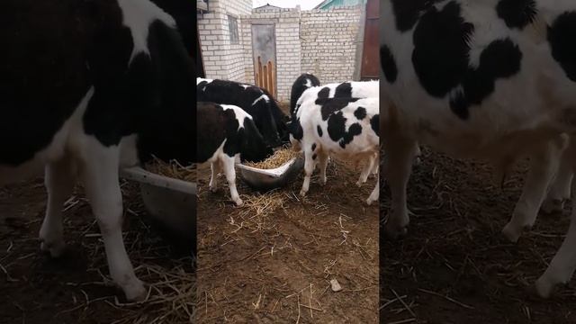 Быки Холмогоры 8 месяцев смотреть онлайн