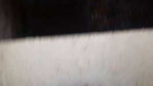 КАКИЕ БЫВАЮТ ПОРОСЯТА  ОТ ДИКОГО КАБАНА.