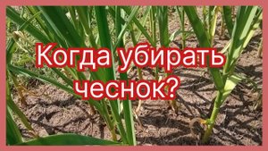 Когда убирать чеснок. Три признака.