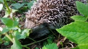 Ёжик в лесу ищет еду