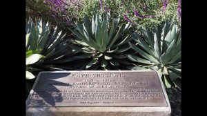 Araucaria Bidwillii, Angustifolia, Cunninghamii, Heterophylla, Rulei-Balboa Park, San Diego