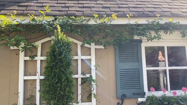 Seedlings, Cobaea Scandens, Sweet Peas, Climbing Roses смотреть онлайн