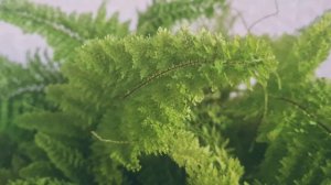 Папоротник нефролепис Fluffy Ruffles