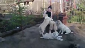 ЩЕНКИ АЛАБАЙ ВЫРОСЛИ ЗА 3 МЕСЯЦА! ЩЕНОК АЛАБАЙ ЗАБАВНО БАЛУЮТСЯ