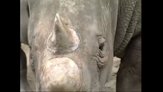 Уникальный животные, проживавшие в зоопарках Европы на рубеже ХХ–ХХI веков смотреть онлайн