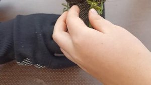 Бой богомола и кузнечика