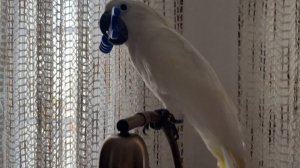 Попугай Какаду, Parrot cockatoo Alba Ronaldo #umbrella cockatoo #bird #parrot #cockatoo #pets