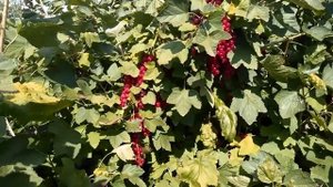 Червона смородина Ровада. 25. 07. 2022.