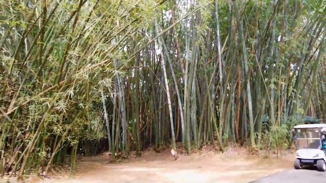 Семейная поездка в Шри-Ланку, январь 2023 смотреть онлайн