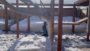 Эксперимент провалился! Гепард Герда и Саша с лопатой.