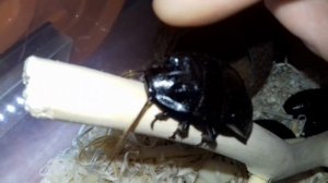 Как шипят мадагаскарские тараканы