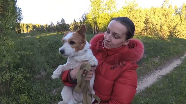 Передержка для собак // Зоогостиница // Как заработать в деревне? смотреть онлайн